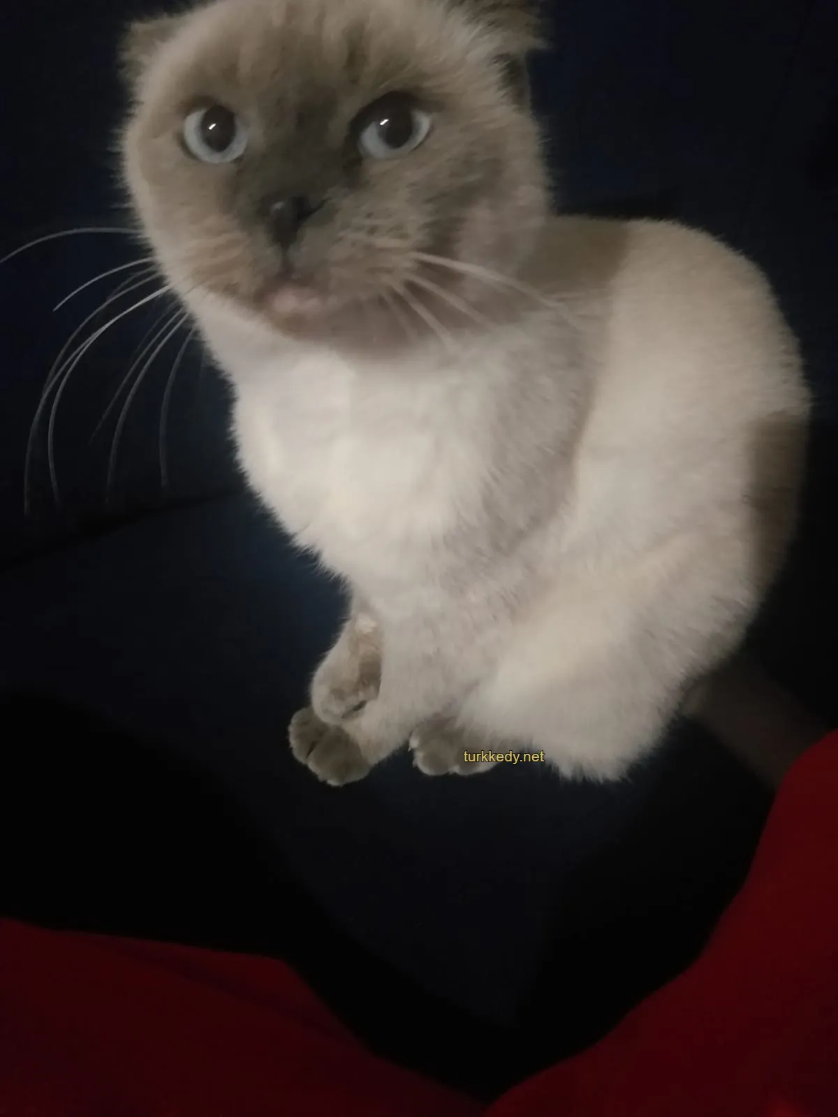 Kedi #3995